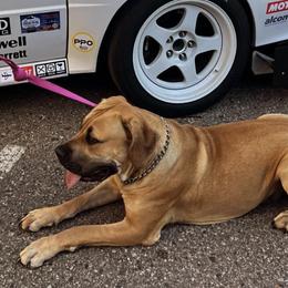 Boerboels from On The Peak Boerboel