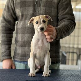 Loki - White and fawn brindle Whippet puppy in Broomtown, Alabama from Hounds of Christeva