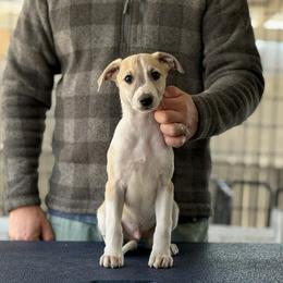 Loki - White and fawn brindle Whippet puppy in Broomtown, Alabama from Hounds of Christeva