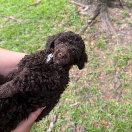 Personality - Parti male Poodle puppy in Florence County, South Carolina from Modern Family Standards