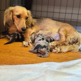 Heidi - Dachshund