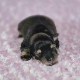 Sadie - Salt and pepper female Miniature Schnauzer puppy in Ely, Nevada from Great Basin Miniature Schnauzers