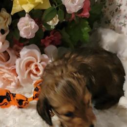 Dachshund Puppies from CLARK'S BREEDING PROGRAM
