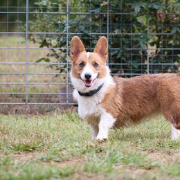 Rayah - Pembroke Welsh Corgi