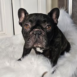 Shanti - French Bulldog