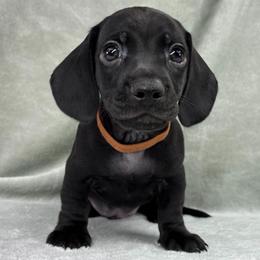 Male 1 - Black male Dachshund puppy in Birmingham, Alabama from LongBottomDachshunds