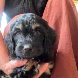 Chip - Black phantom male Aussiedoodle puppy in Chattanooga, Tennessee from Leafy Acre Mini Farm