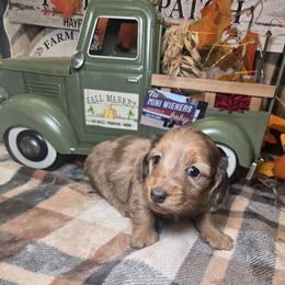 Female B - Fawn (isabella) and tan female Dachshund puppy in Bristol, Tennessee from It's Mini Wieners Baby