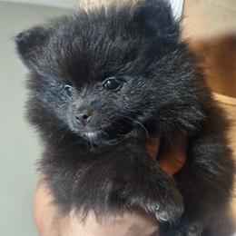 Rusty - Black male Pomeranian puppy in Kansas City, Missouri from S&K Pomeranians