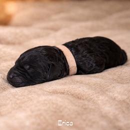 Erica - Black female Bernedoodle puppy in Bennett, Colorado from Darling Paws Bernedoodles, LLC