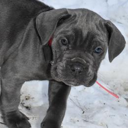 Pink - Gray female Cane Corso puppy in Sault Ste Marie, Michigan from Willow Creek Cane Corsos