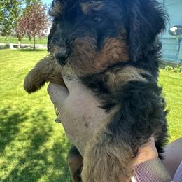 Scout - Phantom male Bernedoodle puppy in Cody, Wyoming from Yellowstone Breeders