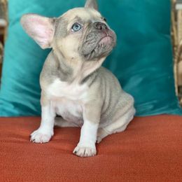 French Bulldog Puppies from Zoey's Dynasty French Bulldogs