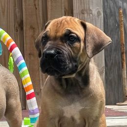 Boerboel Puppies from Dynasty Blue Ridge Boerboel