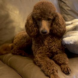 Tilly - Poodle