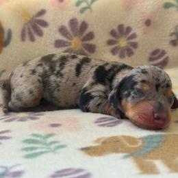 Boy 4 - Dapple male Dachshund puppy in Stilwell, Oklahoma from Orchard Dachshunds