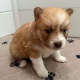 Purple Collar - Red and white female Pomsky puppy in Exeter, Rhode Island from Ocean State Pomskies
