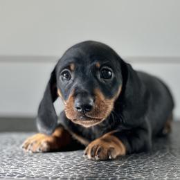 Dachshund Puppies from Mare-Bella Smoothcoat Edition