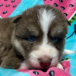 AKC Hazel - Red and white female Siberian Husky puppy in Centreville, Maryland from Huskies By the Bay