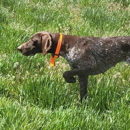 German Shorthaired Pointers and Labrador Retrievers from Kreger Lake Kennels