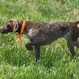 German Shorthaired Pointers and Labrador Retrievers from Kreger Lake Kennels
