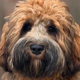 Paddington - Australian Labradoodle