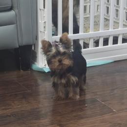 Girl 2 - Black and gold female Yorkshire Terrier puppy in Hopkinsville, Kentucky from Dreams Come True Yorkies
