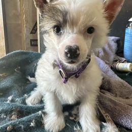 Girl 2 - Chinese Crested puppy from Ambush Kennel