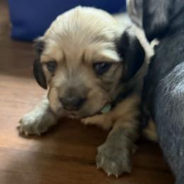 Shaded Cream Longhair female, Lady, 4000 - Cream female Dachshund puppy in Fenton, Michigan from Always Darling Dachshunds