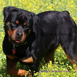 Neeka - Rottweiler