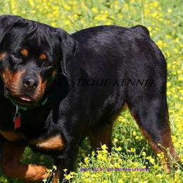 Neeka - Rottweiler