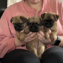 Brussels Griffon Puppies from Imperial pugs and Brussels Griffons