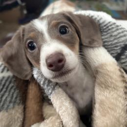 Dachshund Puppies from Dandelion Doxies