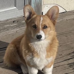 Maizy Mae - Pembroke Welsh Corgi