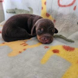 Girl 2 - Chocolate and tan female Dachshund puppy in New Castle, Colorado from Shaffers low riding weiners