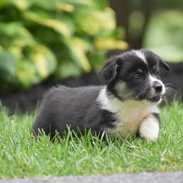 Hershey - Black and tan female Pembroke Welsh Corgi puppy in Lititz, Pennsylvania from GoldStar Corgis (License Number 18519)