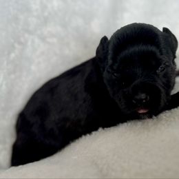 Girl 2 - Black female Miniature Schnauzer puppy in Independence, Missouri from Crown Schnauzers KC