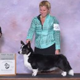 Victoria - Cardigan Welsh Corgi