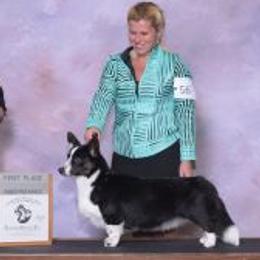 Victoria - Cardigan Welsh Corgi