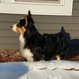 American Corgis and Pembroke Welsh Corgis from Creek Farm Corgis