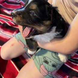 Australian Shepherd Puppies from Hayward aussies