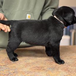 Bingo - Black female Labrador Retriever puppy in Owosso, Michigan from Bennington Retrievers