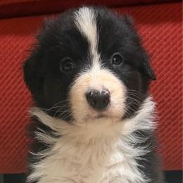 Gunner - Black tri-color male Australian Shepherd puppy in Lynnville, Indiana from Moonlightaussies