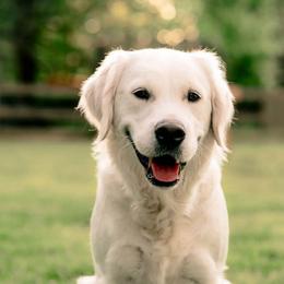 Indy - Golden Retriever