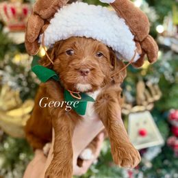 George (Grey collar) - Red  male Goldendoodle puppy in Murfreesboro, Tennessee from Cherry Lane Farm Doodles