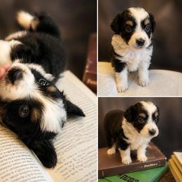 Marcus - Black tri male Miniature Australian Shepherd puppy in Macomb, Missouri from Faunus Farms and Aussies