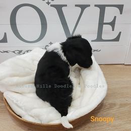 Goldendoodle Puppies from Auburn Hills Doodles & Poodles