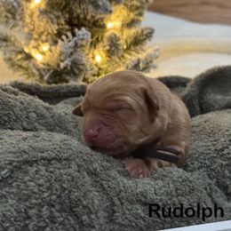 Rudolph - Yellow male Labrador Retriever puppy in Tigard, Oregon from Morrison Labrador Retreivers