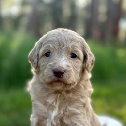 Pairs - Red  Goldendoodle puppy in Colorado Springs, Colorado from Shining Star Doodles