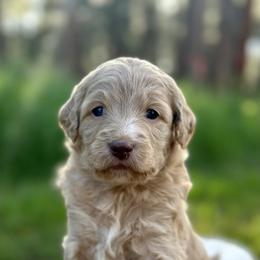 Pairs - Red  Goldendoodle puppy in Colorado Springs, Colorado from Shining Star Doodles